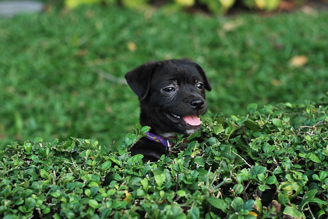 Happy dog playing in a park