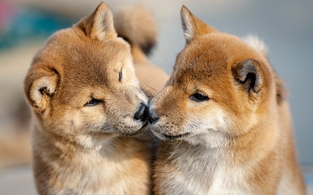 Playful puppy looking curious