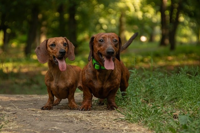 Two dogs walking together on a leash