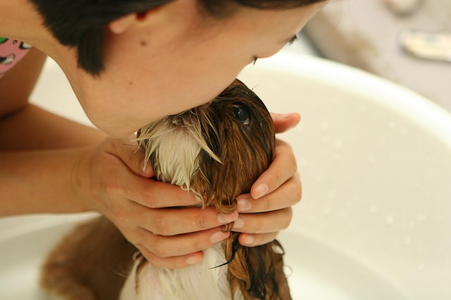 Pet grooming service