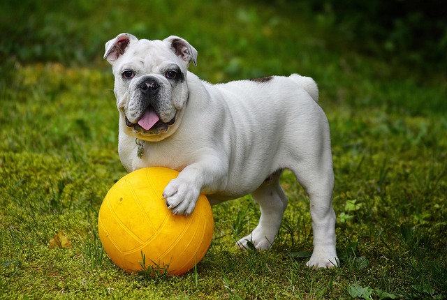 Happy dog playing in a field